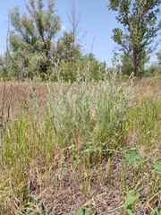 Artemisia marschalliana