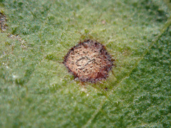 Neophloeospora maculans