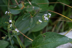 Valeriana montana