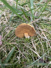 Suillus americanus