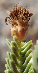 Oedera uniflora
