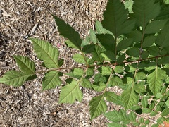 Koelreuteria paniculata