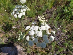 Seseli annuum