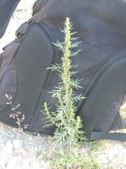 Artemisia biennis