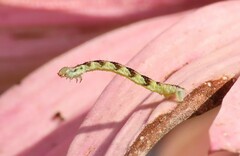 Eupithecia miserulata