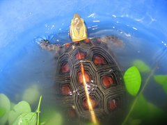 Cuora flavomarginata