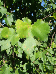 Neophloeospora maculans