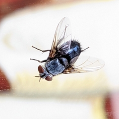 Calliphora vicina