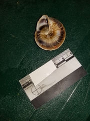 Caracolus marginella