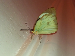 Ganyra phaloe
