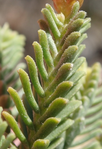 Image of Oedera uniflora by (c) Nicola van Berkel, some rights reserved (CC BY-SA)