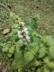 Mentha suaveolens