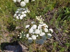 Seseli annuum