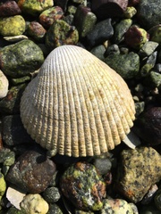 Clinocardium nuttallii