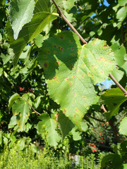 Neophloeospora maculans