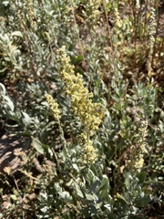 Artemisia douglasiana