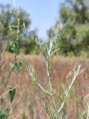 Artemisia marschalliana