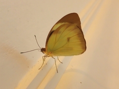 Ganyra phaloe