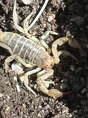 Paruroctonus silvestrii