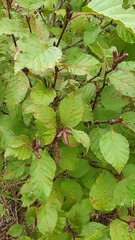 Alnus alnobetula fruticosa