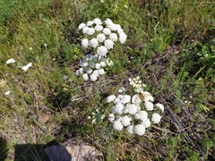 Seseli annuum
