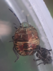 Carpocoris