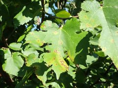 Neophloeospora maculans