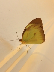 Ganyra phaloe