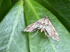 Cataclysta lemnata