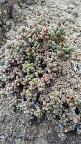 Sedum furfuraceum, photograph 4