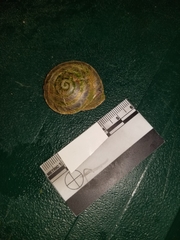 Caracolus marginella