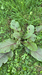 Rumex sanguineus