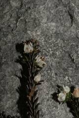 Erica calcareophila