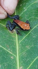 Mantella ebenaui