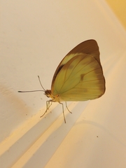 Ganyra phaloe