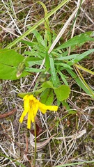 Hieracium umbellatum