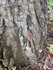 Physcia millegrana