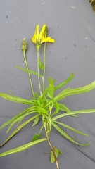 Hieracium umbellatum