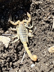 Paruroctonus silvestrii