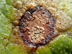 Neophloeospora maculans