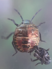 Carpocoris