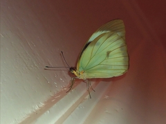 Ganyra phaloe