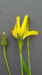 Hieracium umbellatum