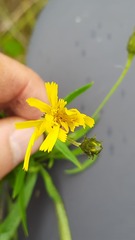 Hieracium umbellatum