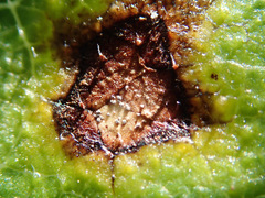 Neophloeospora maculans