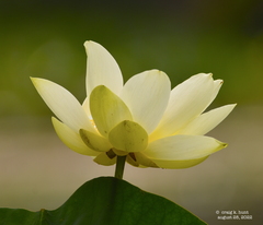 Nelumbo lutea