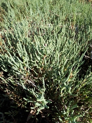 Arthrocaulon macrostachyum