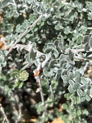 Acmispon argophyllus