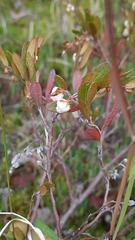 Chamaedaphne calyculata