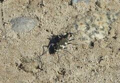 Cicindela hybrida